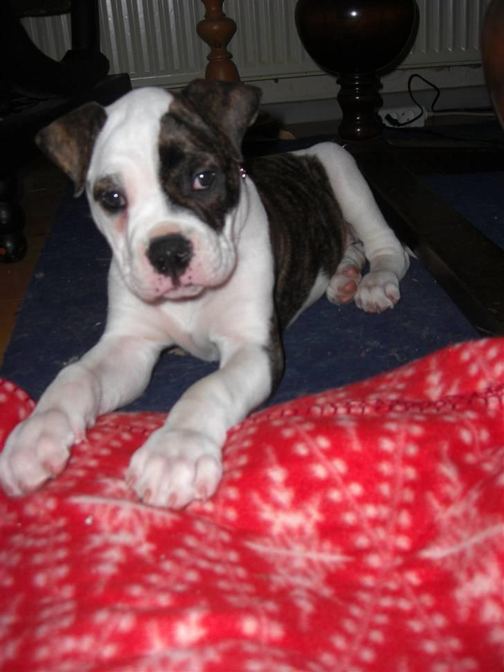 Amerikansk bulldog Izzy Aka. Koldbøtten ;) - 13. "Hej. Synes du ikke jeg ser virkelig sød ud? Gider du så give mig den godbid du holder? :P" billede 13