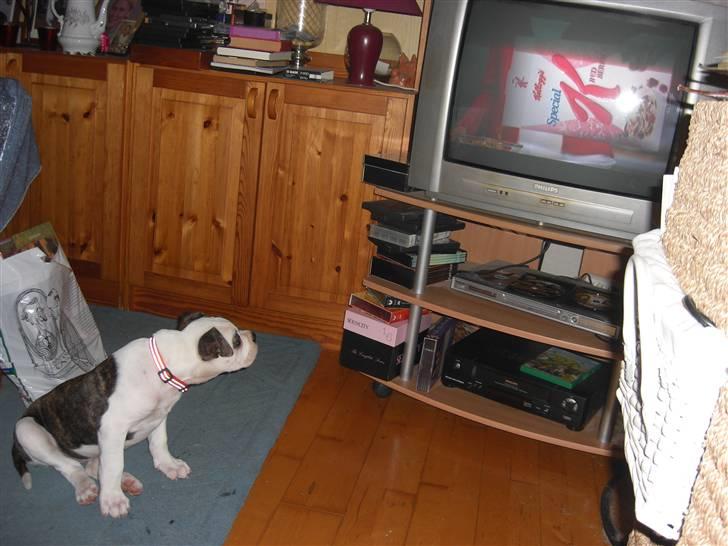 Amerikansk bulldog Izzy Aka. Koldbøtten ;) - 14. "Uuhhhh er det mad?" billede 14