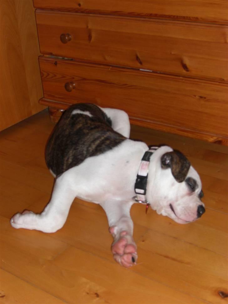 Amerikansk bulldog Izzy Aka. Koldbøtten ;) - 15. Øhhhm? Ja det er så sådan hun kan finde på at ligge når hun er mega træt :) billede 15