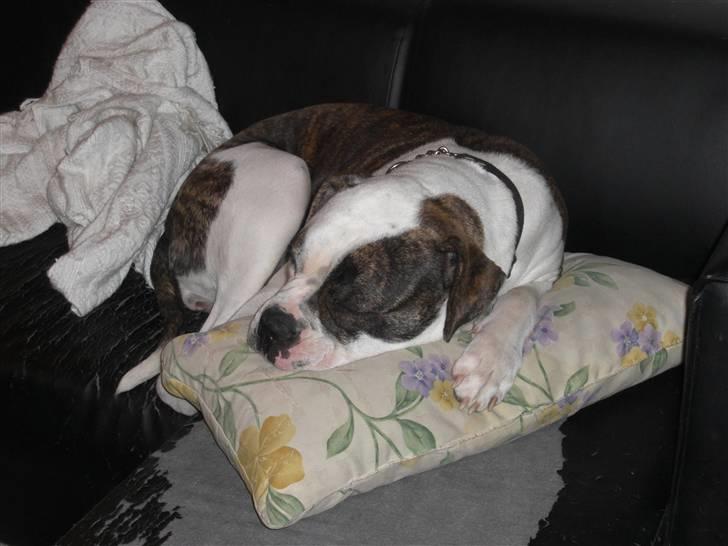 Amerikansk bulldog Izzy Aka. Koldbøtten ;) - 16. Taget d. 1/11-09 billede 16