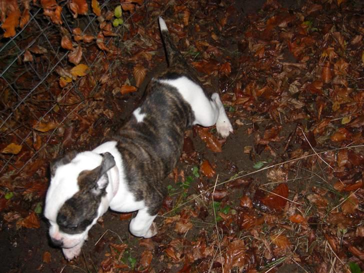 Amerikansk bulldog Izzy Aka. Koldbøtten ;) - 17. "Nu kommer jeg og tager dig!" billede 17