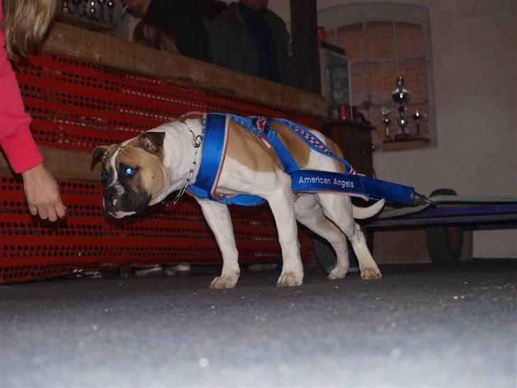 Amerikansk bulldog CadillacBulls " Tank " billede 13