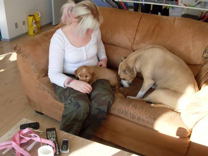 Blanding af racer Minnie 4/10 00 - 21/4 10 billede 6