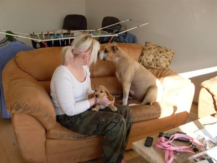 Blanding af racer Minnie 4/10 00 - 21/4 10 billede 7