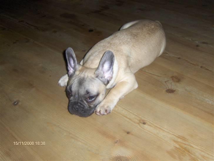 Fransk bulldog Elvis billede 1