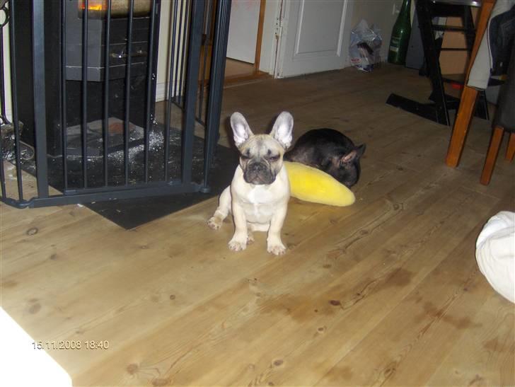 Fransk bulldog Elvis billede 2