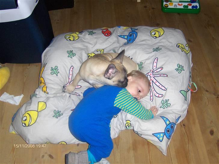 Fransk bulldog Elvis billede 3