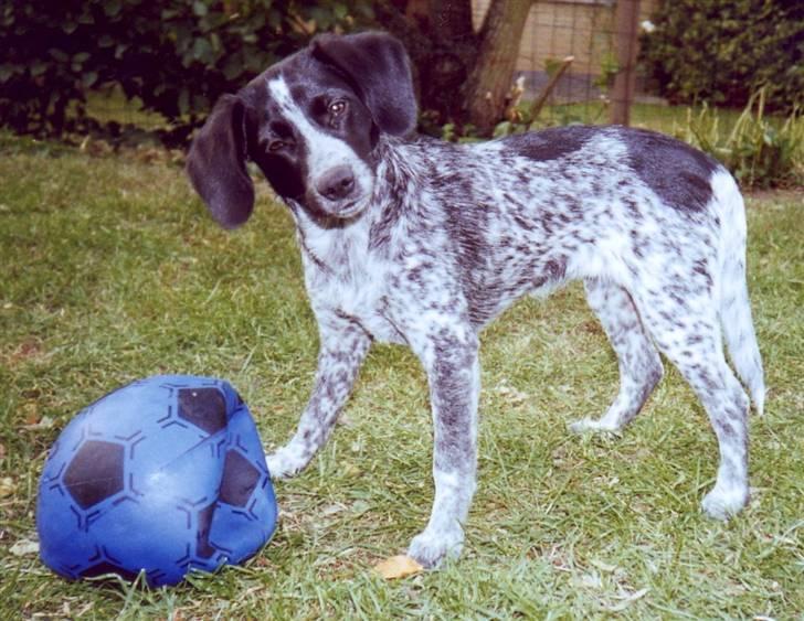 Blanding af racer Samina (himmelhund) - samina som hvalp billede 3