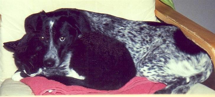 Blanding af racer Samina (himmelhund) - samina og hansi putter billede 4