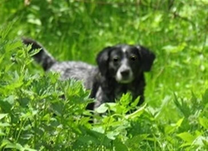 Blanding af racer Samina (himmelhund) - samina i skoven billede 5