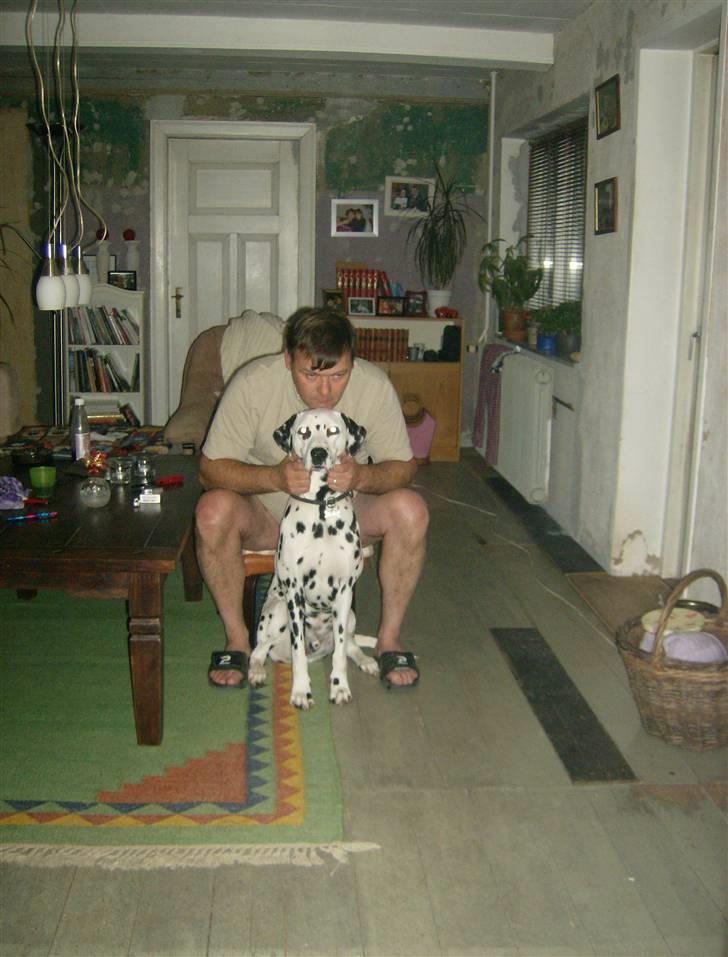 Dalmatiner Minalli's Noble Naval - Valle-drengen og hans far... billede 14