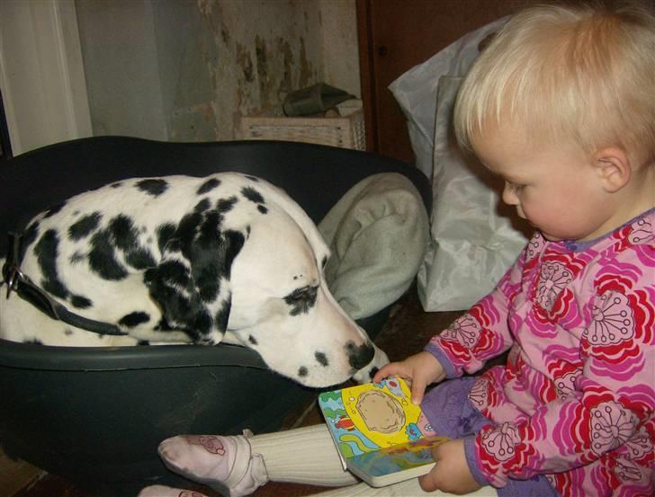 Dalmatiner Minalli's Noble Naval - Lille C og valle læser sammen :-) billede 15