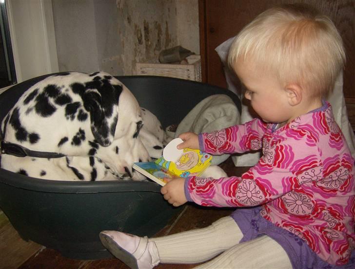 Dalmatiner Minalli's Noble Naval - "kig nu lige her hvad jeg viser dig.... kan du ikke se det??" billede 16