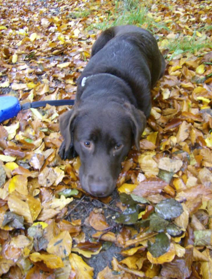 Labrador retriever Østrupgård Sally - "kom nu mor... sig fri til mig" . Sally i skoven med mor billede 12