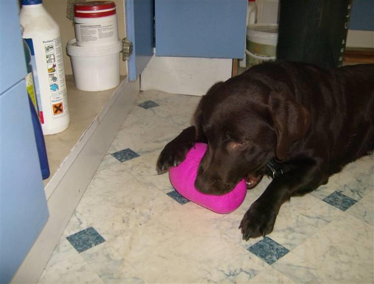 Labrador retriever Østrupgård Sally - Nyt legetøj til lille musen. billede 13