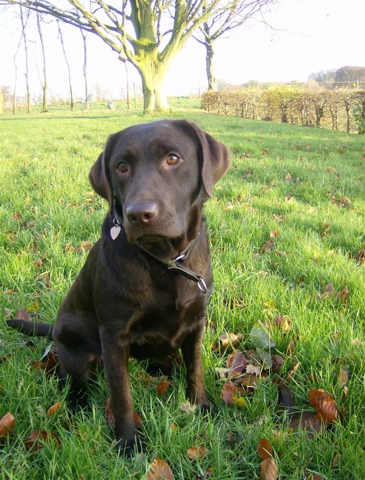 Labrador retriever Østrupgård Sally - Min smukke hund en dejlig efterårsdag :-) billede 14