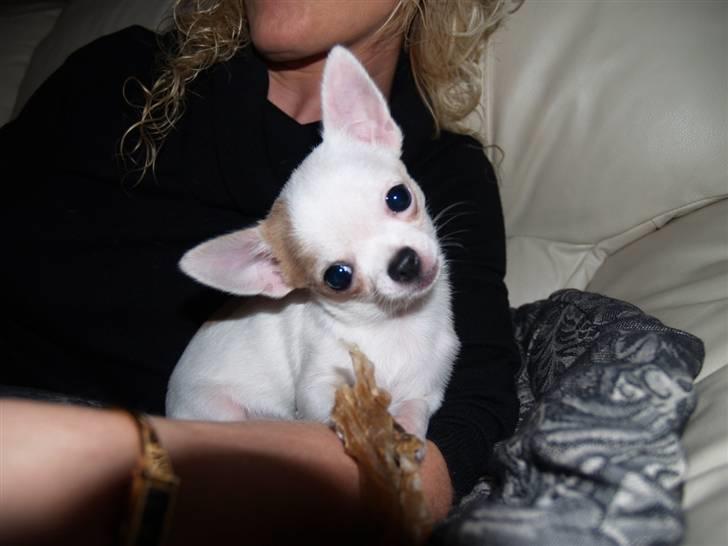 Chihuahua Baby billede 1