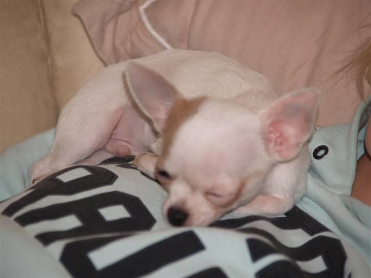 Chihuahua Baby billede 2