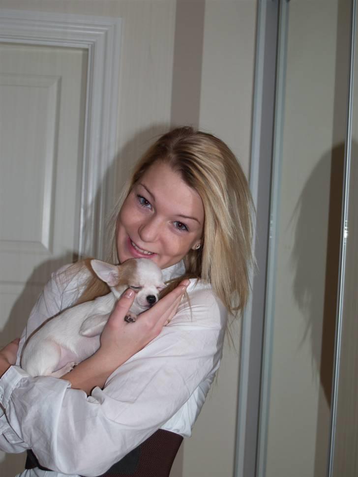 Chihuahua Baby billede 3