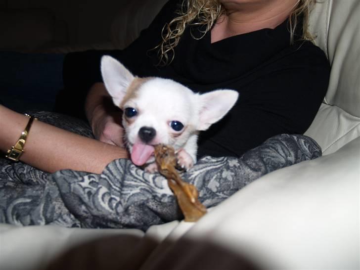 Chihuahua Baby billede 4