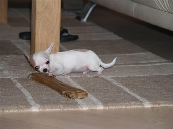 Chihuahua Baby billede 5