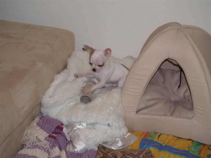 Chihuahua Baby billede 6