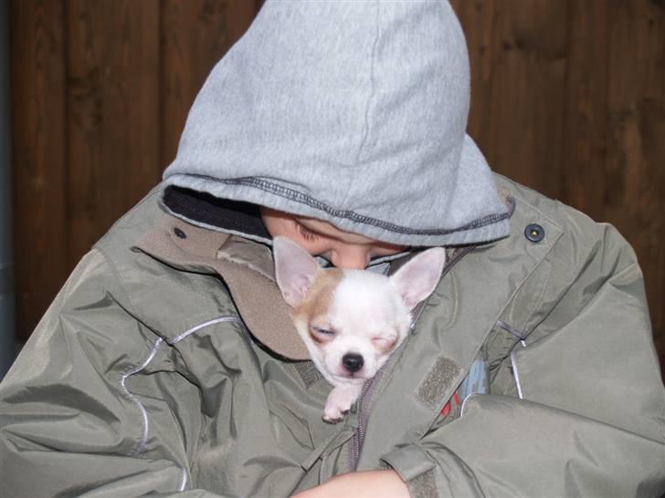 Chihuahua Baby billede 7