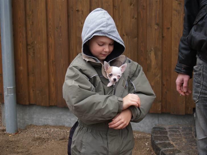 Chihuahua Baby billede 8