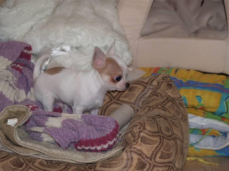 Chihuahua Baby billede 9