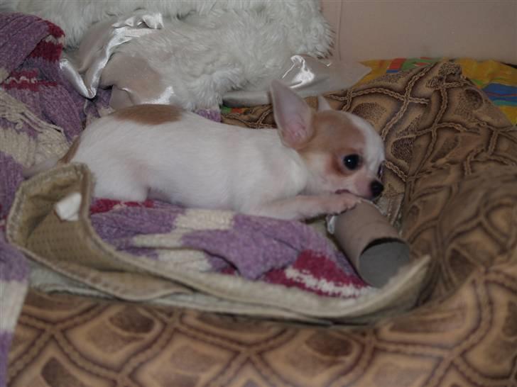Chihuahua Baby billede 10