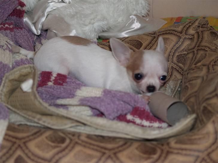 Chihuahua Baby billede 11