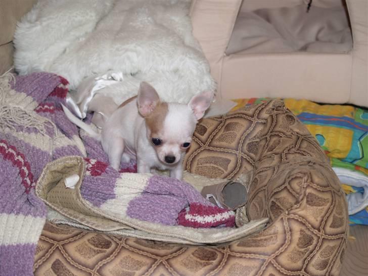 Chihuahua Baby billede 12