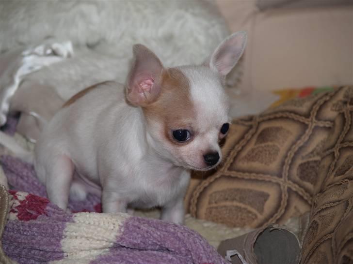 Chihuahua Baby billede 13