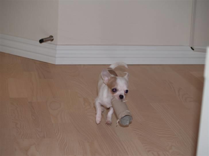 Chihuahua Baby billede 14