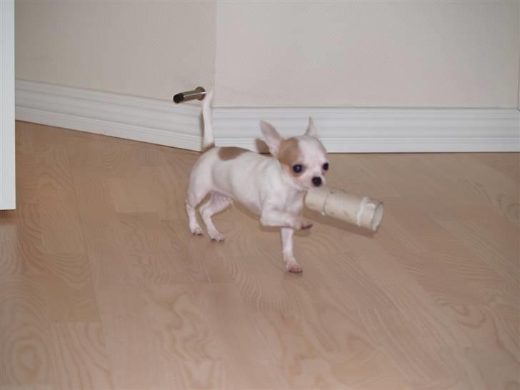 Chihuahua Baby billede 15