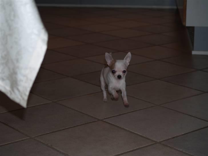 Chihuahua Baby billede 16