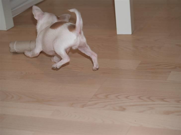 Chihuahua Baby billede 17