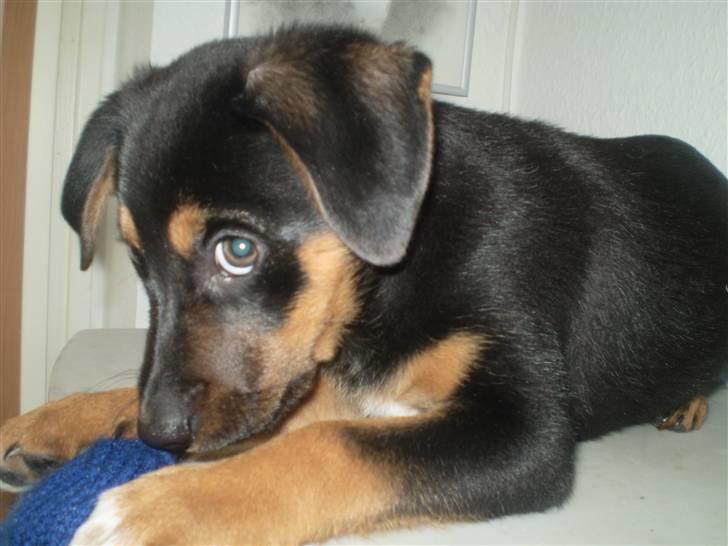 Blanding af racer Lilo - Glimt i øjet ;) billede 17