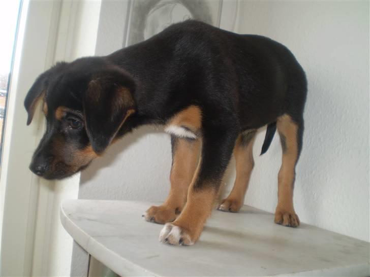 Blanding af racer Lilo - Hva´ ska´ jeg her oppe....? billede 18