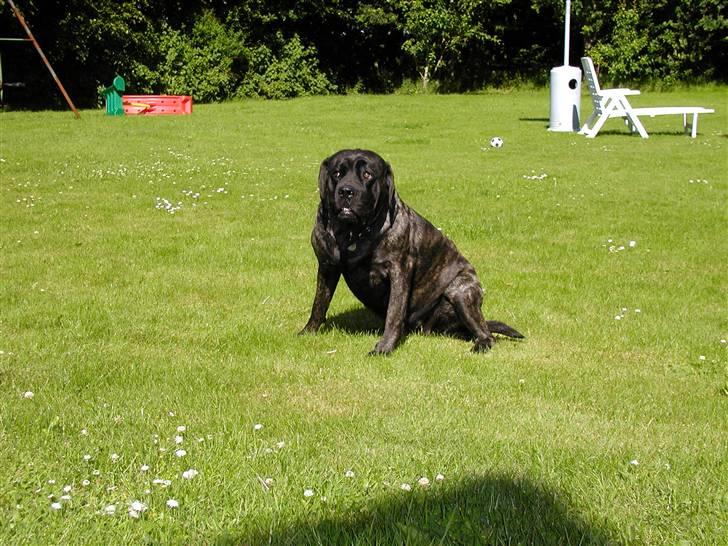 Mastiff Kira billede 1