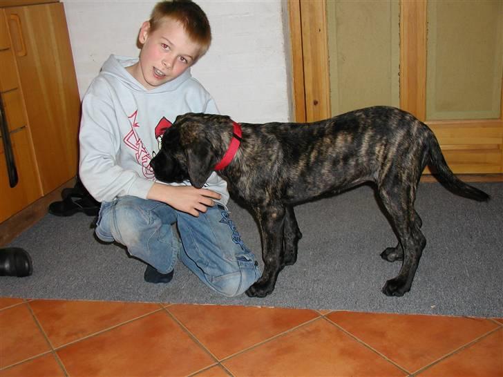 Mastiff Kira - Kira 4 mdr. billede 2