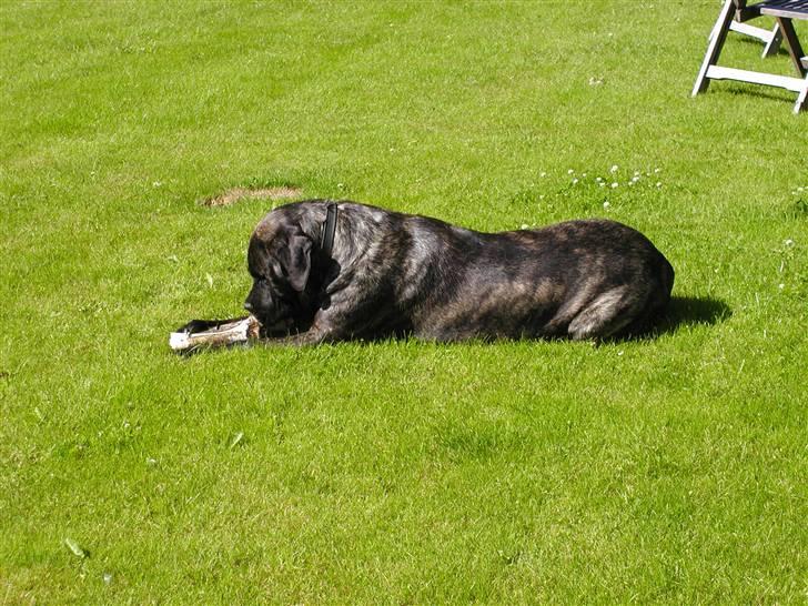 Mastiff Kira billede 3