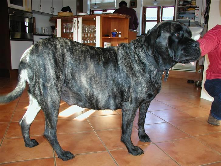 Mastiff Kira - Kira 2 år billede 4