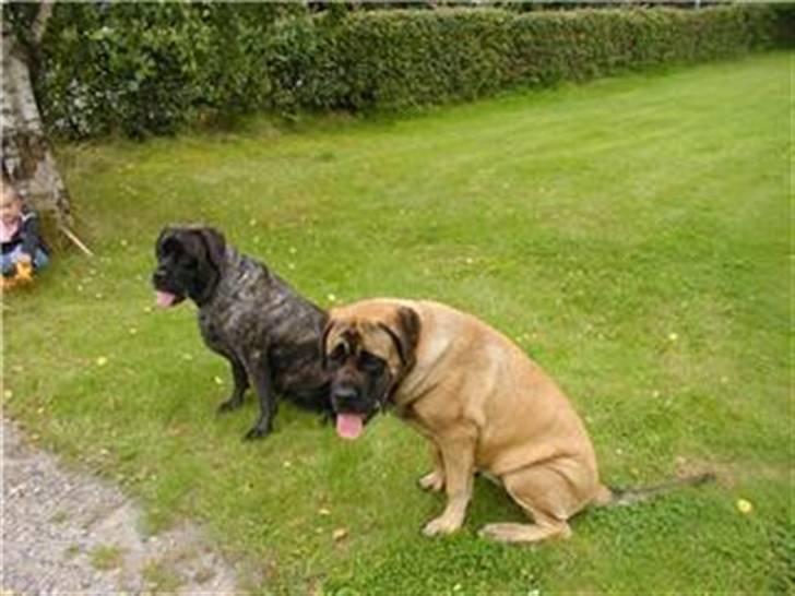 Mastiff Kira - Kira med hendes hvalp Akeela billede 5