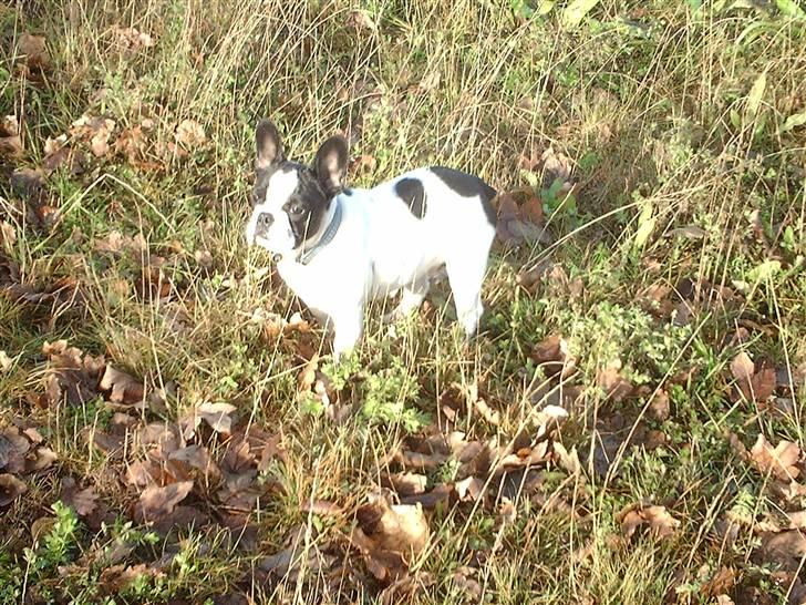 Fransk bulldog BOSSE - Bosse drengen!! billede 1