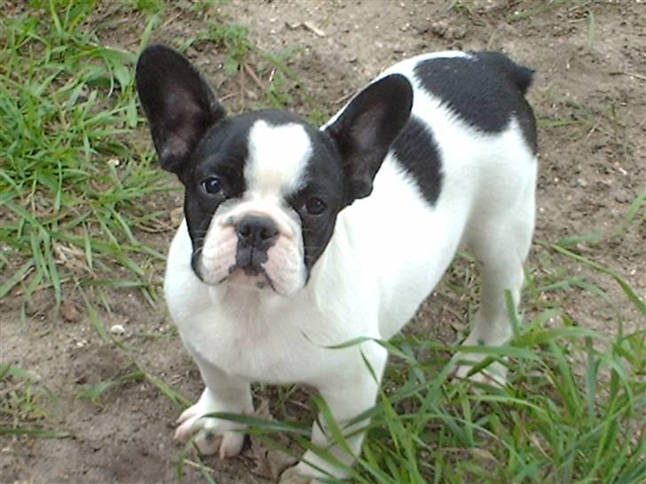 Fransk bulldog BOSSE - RIGTIGE HUNDE HAR STRIT ØRE...... ;O) billede 2