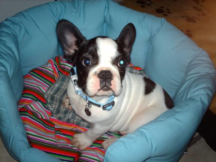 Fransk bulldog BOSSE billede 3