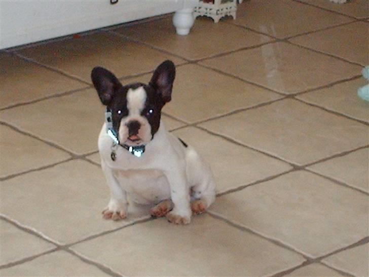 Fransk bulldog BOSSE - Nu er jeg lige kommet hjem til min nye mor og far og guud hvor er jeg træt nu! billede 4