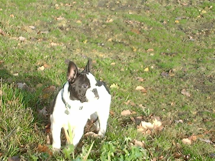 Fransk bulldog BOSSE - Skal helst følge med i det hele:0) billede 5
