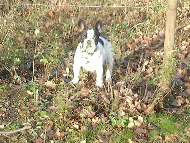 Fransk bulldog BOSSE - Prøver lige at gemme mig her..... men det går ikke så godt;p billede 7